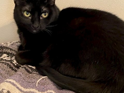 A sleek black cat lounges on a bed, staring at the camera with yellow eyes.