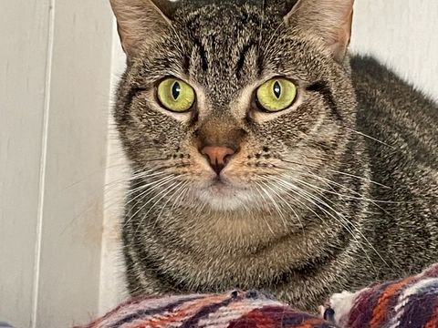 A gray tabby cat with bright green eyes is lounging on a plaid blanket, staring at the camera.