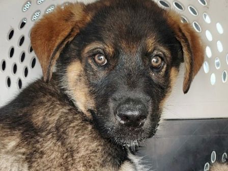 A close-up photo of a small brown-and-black puppy with floppy ears and bright, curious eyes, looking straight at the camera.