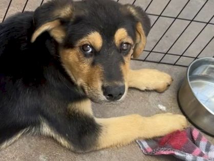A young black-and-tan puppy lies on a tiled floor by a water bowl, looking up with curious eyes.