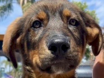 A close-up of a fluffy brown puppy with big eyes looks up at the camera.