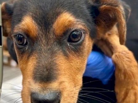 A close-up of a young brown-and-black puppy with big dark eyes, being held, with the name &ldquo;River&rdquo; on the image.