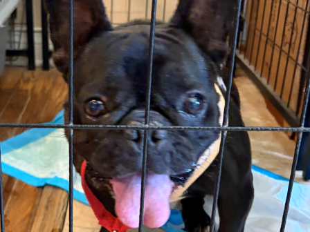 A black dog with a red collar peeks through metal cage bars onto a blue mat indoors.