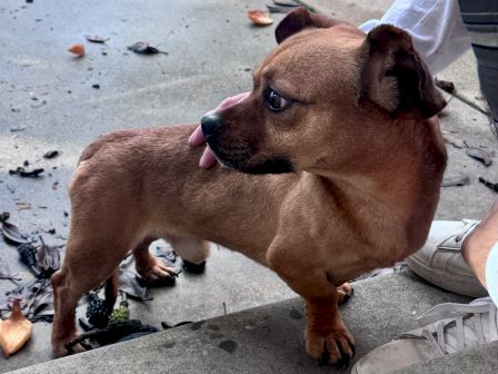 A brown dog rests by a person&rsquo;s feet on a concrete sidewalk scattered with leaves and debris.