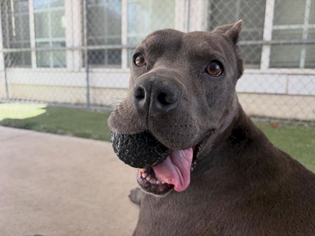 A gray dog with amber eyes pants outside near a fenced kennel, looking toward the camera with its tongue hanging out.