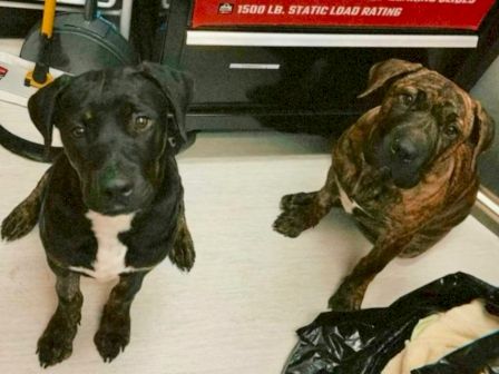 Two puppies&mdash;one black with white markings and one brown&mdash;sit facing the camera on a garage floor.
