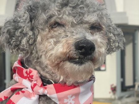 A close-up of a gray, curly-haired dog wearing a pink-and-red checkered bandana in an outdoor setting.
