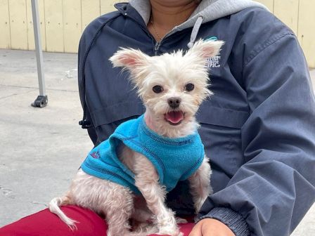 A person in a gray jacket holds a small white dog wearing a bright blue sweater, outdoors in a sunny yard.