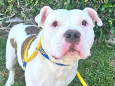 A white dog with one blue-and-yellow collar/harness walks on green grass.