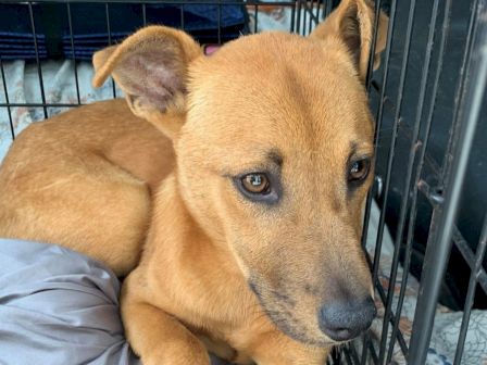 A small tan puppy is resting in a crate, peeking out with big eyes while lying on a blanket and pillow.