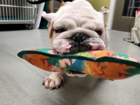 A cute French bulldog lounges in an indoor pen, holding a colorful plush toy like it&rsquo;s a baby and snuggling in close.