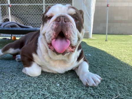 A smiling English bulldog lounging on green turf with its tongue out, looking at the camera.