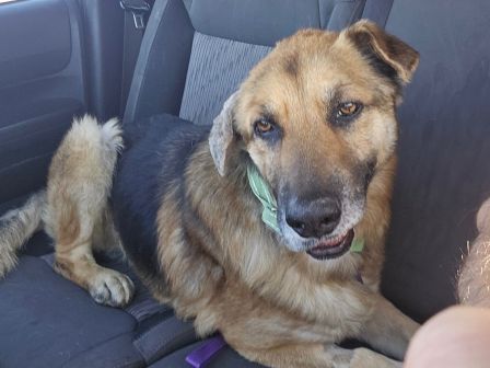 A tan dog wearing a green collar lies relaxed in the back seat of a car.