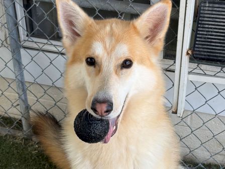 A friendly tan-and-white dog in a yard holding a black rubber ball, looking up with big brown eyes.