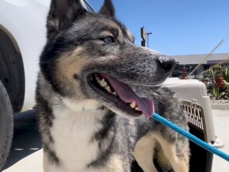 A close-up of a husky dog with a blue leash, panting in bright sunshine near a vehicle.