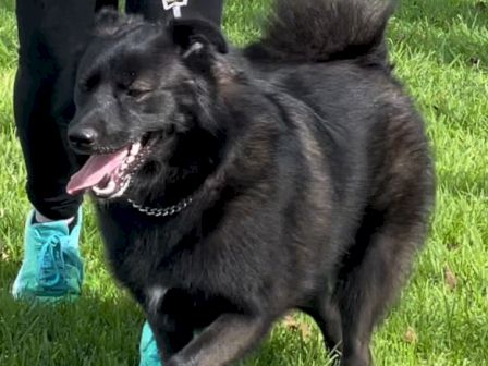A fluffy black dog with a chain collar runs on green grass, tongue out, holding a blue chew toy in the sunshine.