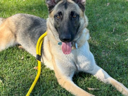 A large gray-and-tan shepherd dog lies in green grass, tongue out, wearing a yellow leash and looking at the camera.