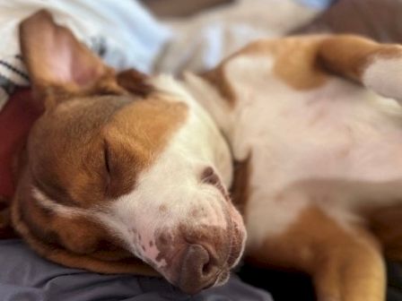 A brown-and-white dog is curled up asleep on a couch, resting its head on a blanket.