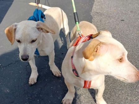 Two yellow and white Labrador puppies wear harness leashes and are walking together on a sunny pavement.
