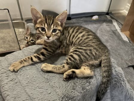 A tabby kitten cuddles on a blanket inside a pet carrier, with another kitten peeking behind, too cute!