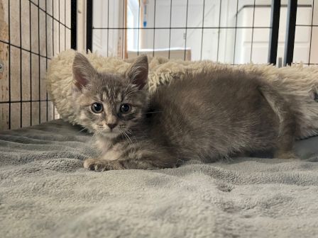 A fluffy gray tabby kitten lounges on a blanket inside a pet pen, looking curiously at the camera.