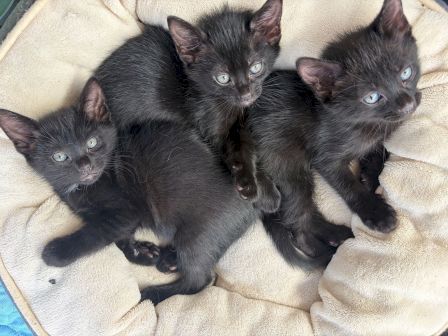 A cuddle pile of four tiny black kittens with bright eyes, resting together on a soft blanket.