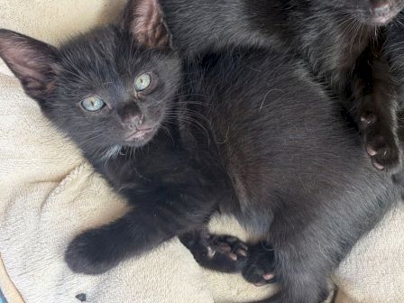 Two tiny gray kittens are resting on a light blanket, with their eyes open and paws tucked in snugly.