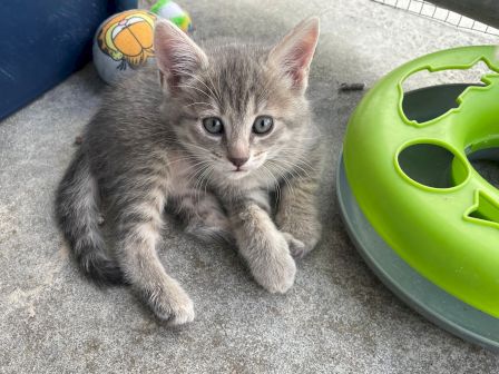 A gray tabby kitten sits on concrete near a green plastic toy, looking up curiously.