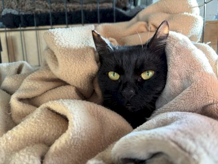 A black cat is nestled inside a soft, beige blanket, peering out from behind it with bright green eyes.