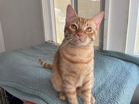 A curious orange tabby cat sits on a blue couch cushion by a window, staring at the camera.