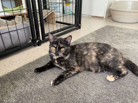 A black-and-tan tabby cat lies on the floor by a barred pet enclosure, watching the camera.