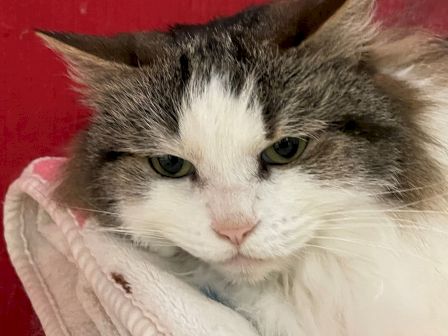 A fluffy white and gray cat resting on a pink blanket against a red background, looking relaxed and comfy.