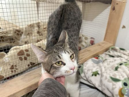 A tabby-and-white cat sits in a wooden playpen being gently held by a person, with bedding and wire mesh around it.