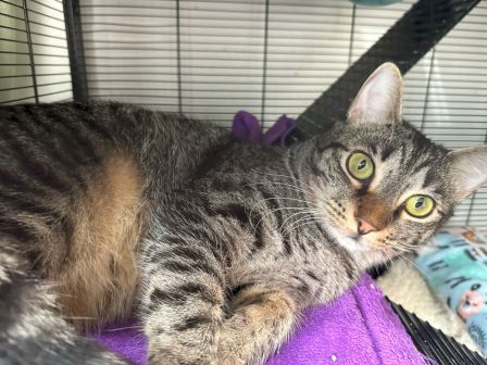 A gray tabby cat lounges on a purple blanket, with big yellow eyes, inside a cage.