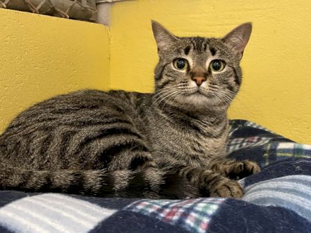 A gray tabby cat lounges on a blanket against a bright yellow wall, gazing at the camera with big green eyes.