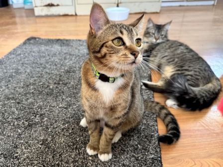 A brown tabby cat sits on a gray rug while a gray tabby cat lies behind it in a cozy home.