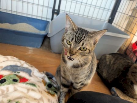 A curious gray tabby cat sits in a pet enclosure beside a blanket, ears up and eyes wide, as if asking for attention.