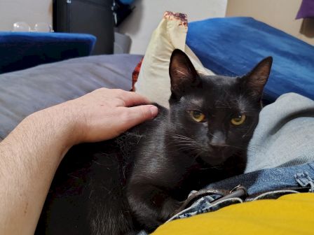 A person pets a black cat with bright yellow eyes on a blue couch cushion indoors.