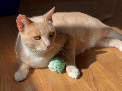 A cream cat with amber eyes lies on a wooden floor, holding a small green ball toy in its paws.