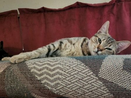 A tabby cat lounges on a couch, stretched out on a patterned blanket, looking relaxed and cozy.