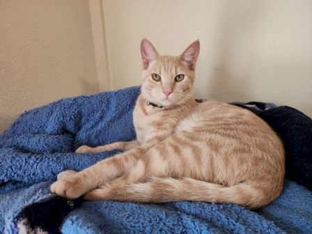 A ginger tabby cat lounges on a blue blanket, staring calmly with perked ears and a tiny collar, looking ready to nap.