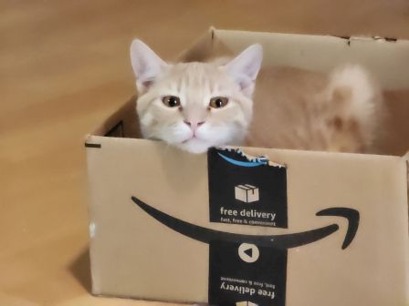 A white cat peeks out of a cardboard box showing a &ldquo;free delivery&rdquo; label.