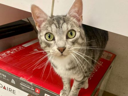 A gray tabby kitten sits on a red surface, looking up with big yellow-green eyes and perked ears.