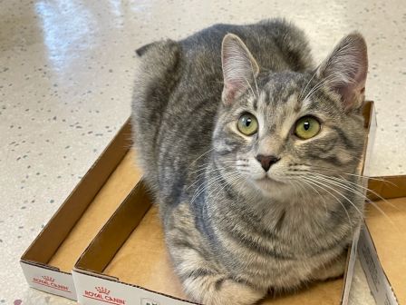 A gray tabby cat lounges in a cardboard box, bright green eyes and whiskers on display, looking up curiously at the camera.