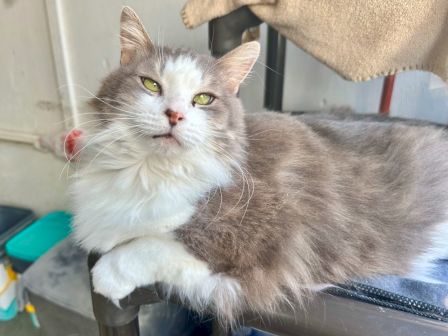 A fluffy gray-and-white cat with green eyes lounges on a chair, looking up calmly with a cozy paw tucked in.