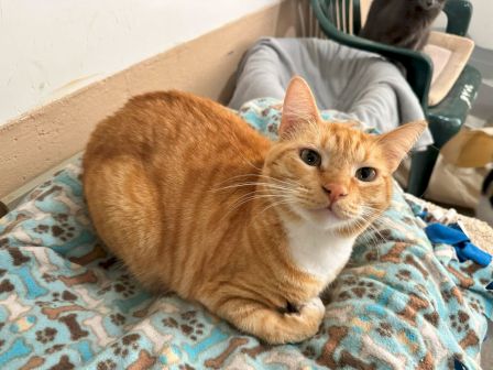 An orange tabby cat lounges on a patterned blanket, looking at the camera while relaxing indoors.