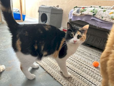 A calico and a black-and-tan cat stand indoors near a rug, cat bed, and a cardboard box with a hole.