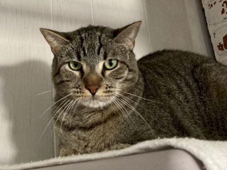 A grey tabby cat with green eyes lounges on a couch, staring at the camera.