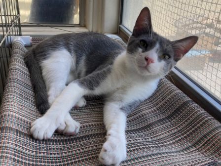A gray-and-white cat lounges on a patterned cushion by a window, looking alert and relaxed.