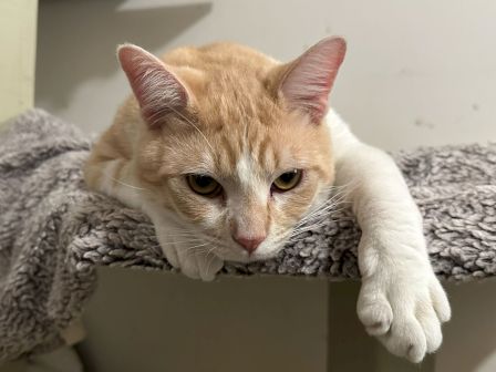 A ginger-and-white cat lies on a gray blanket, staring with sleepy, curious eyes.
